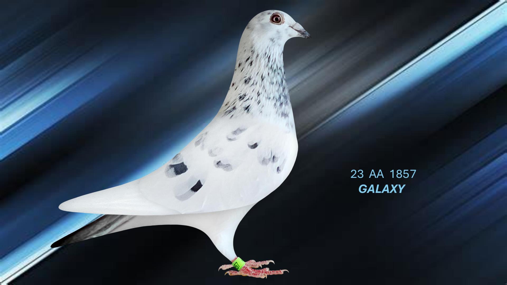 iPigeon.com - Racing Pigeon Auction