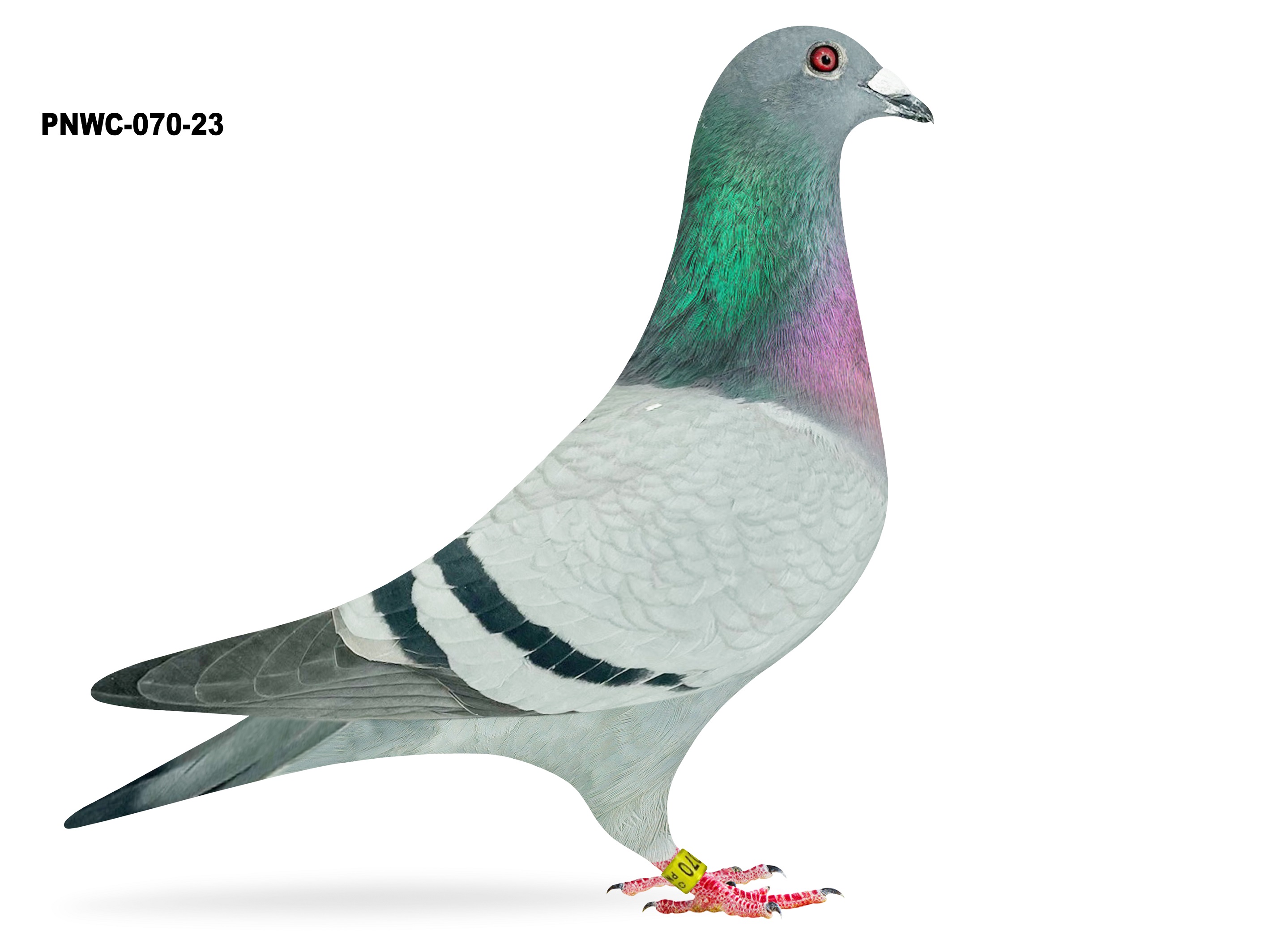 Pair for Sale DEISHER 360 - 23 & PNWC-070-23