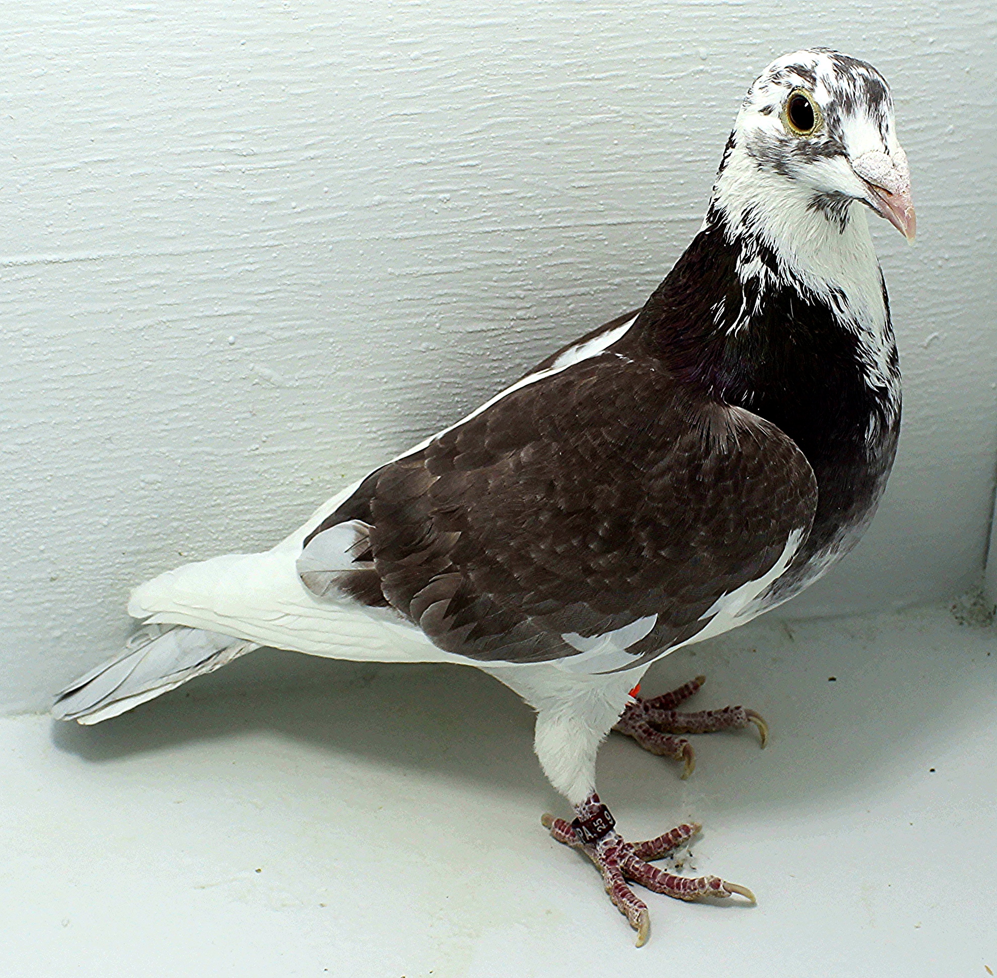 2559 NPA 2025 Pure Paul Sion