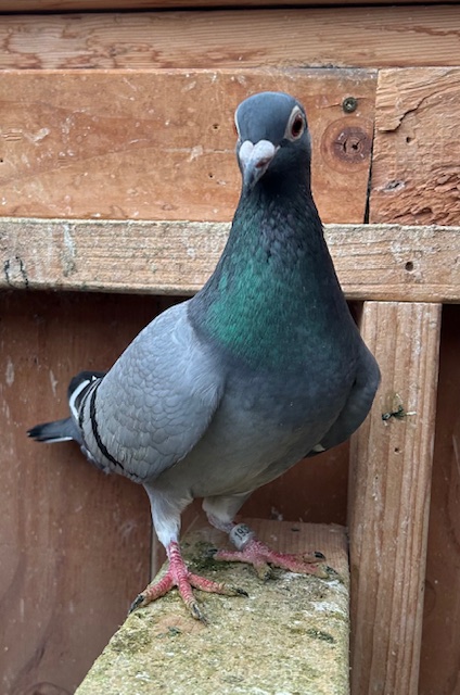 THOMAS 6 (Grandchild)