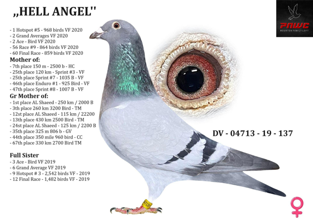 DV-04713-137-19 BB HEN