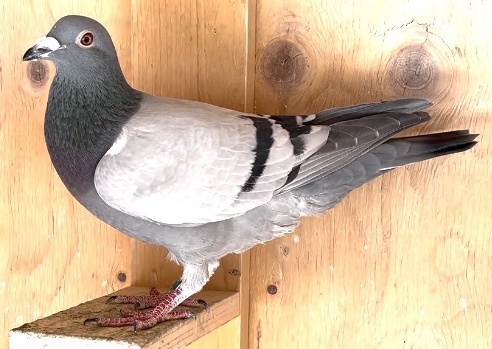 Linebred to Greg Rockets Corvette Hen