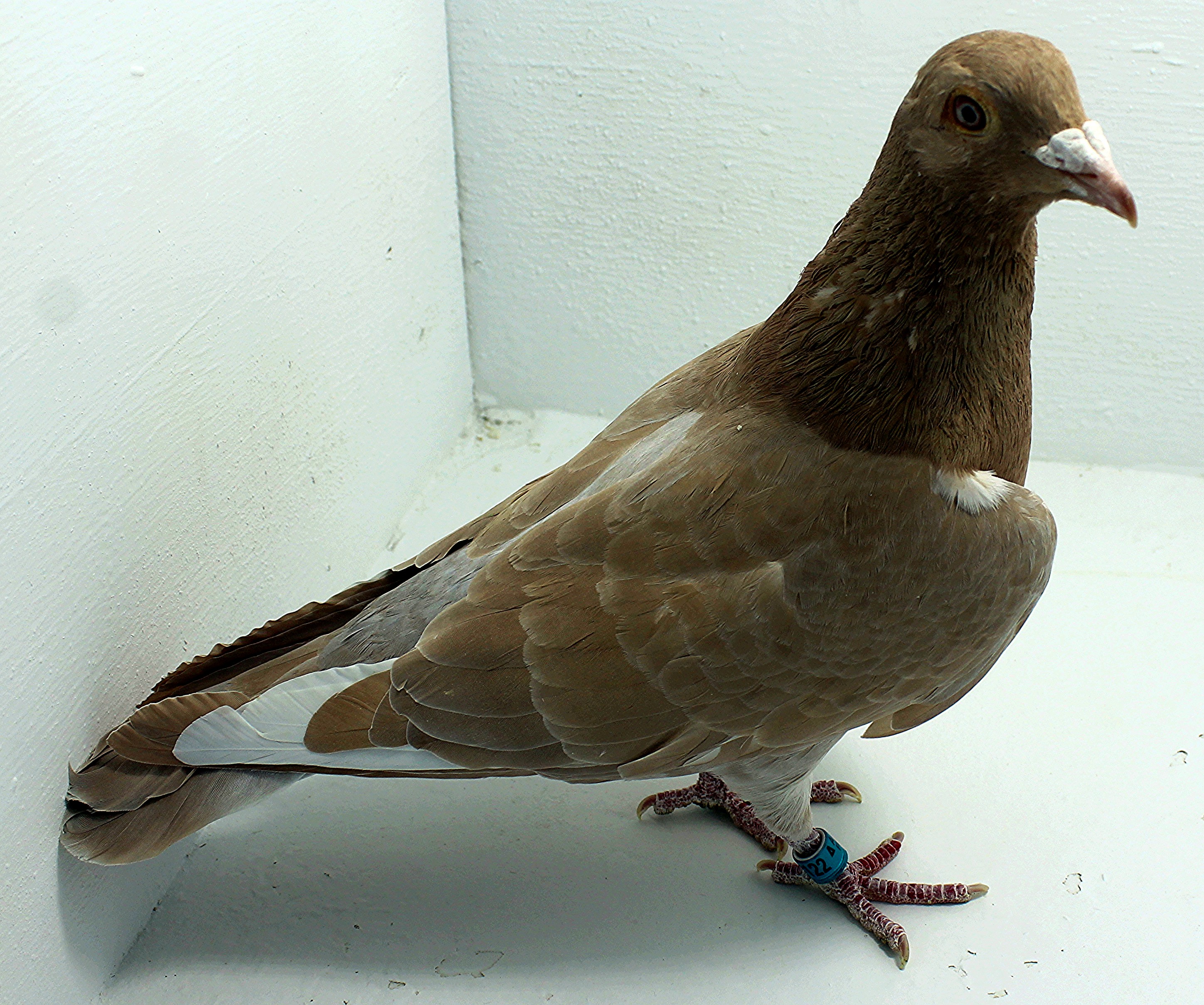 AU 20122 AA 2025 Yellow Check