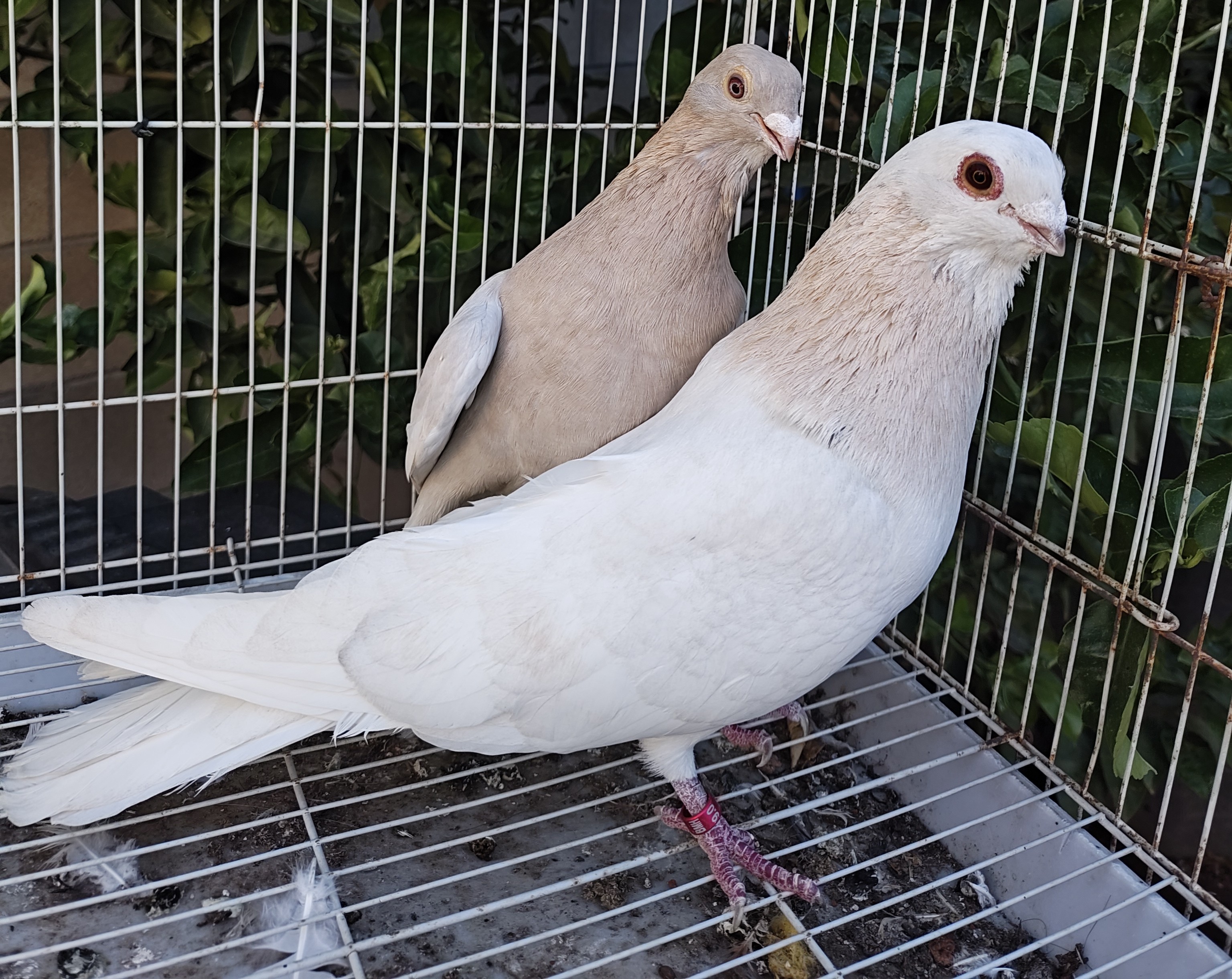 Egyptian Pair 