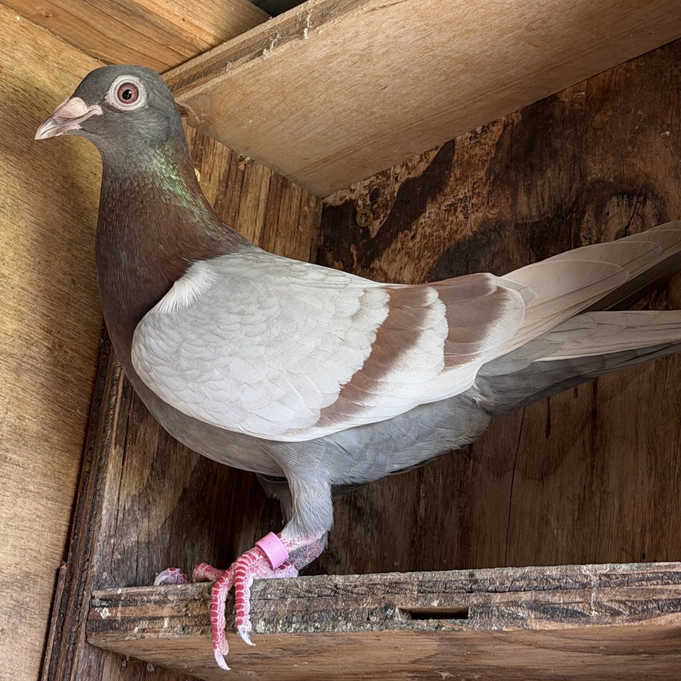 AU 2025 LYNDEN 230 silver hen 