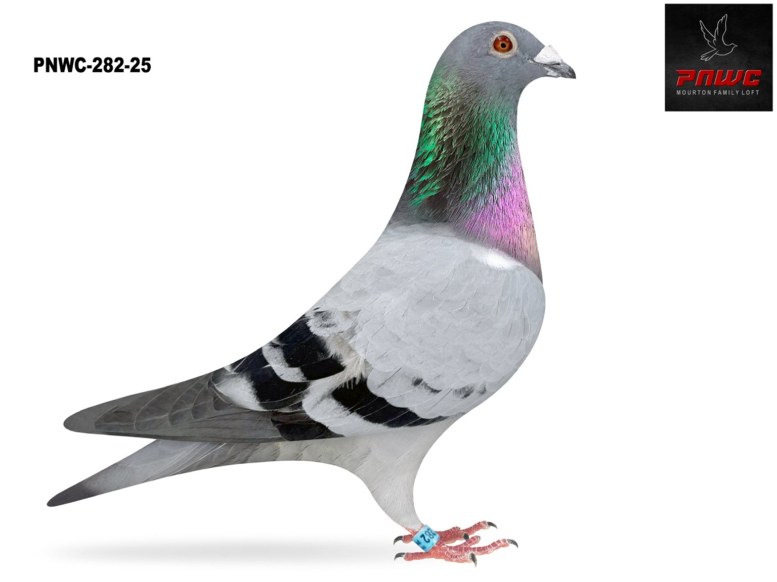 PNWC-282-25 BB COCK