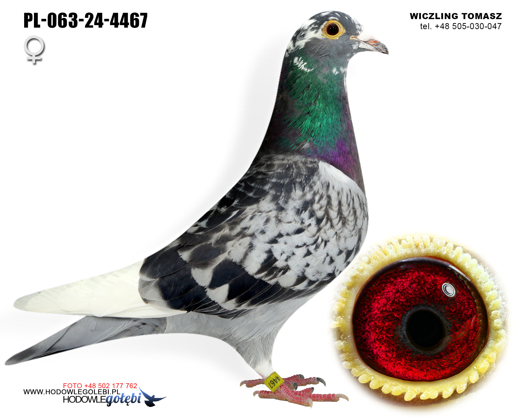 PL-063-24-4467 H