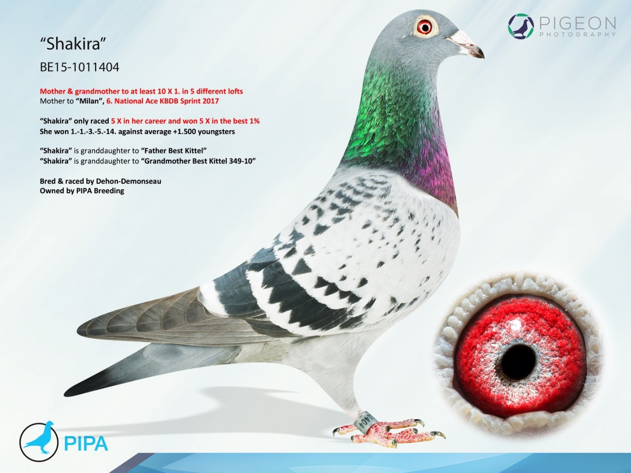 NL2023-9650036 "BEST KITTEL 036" BLUE WHITEP. COCK