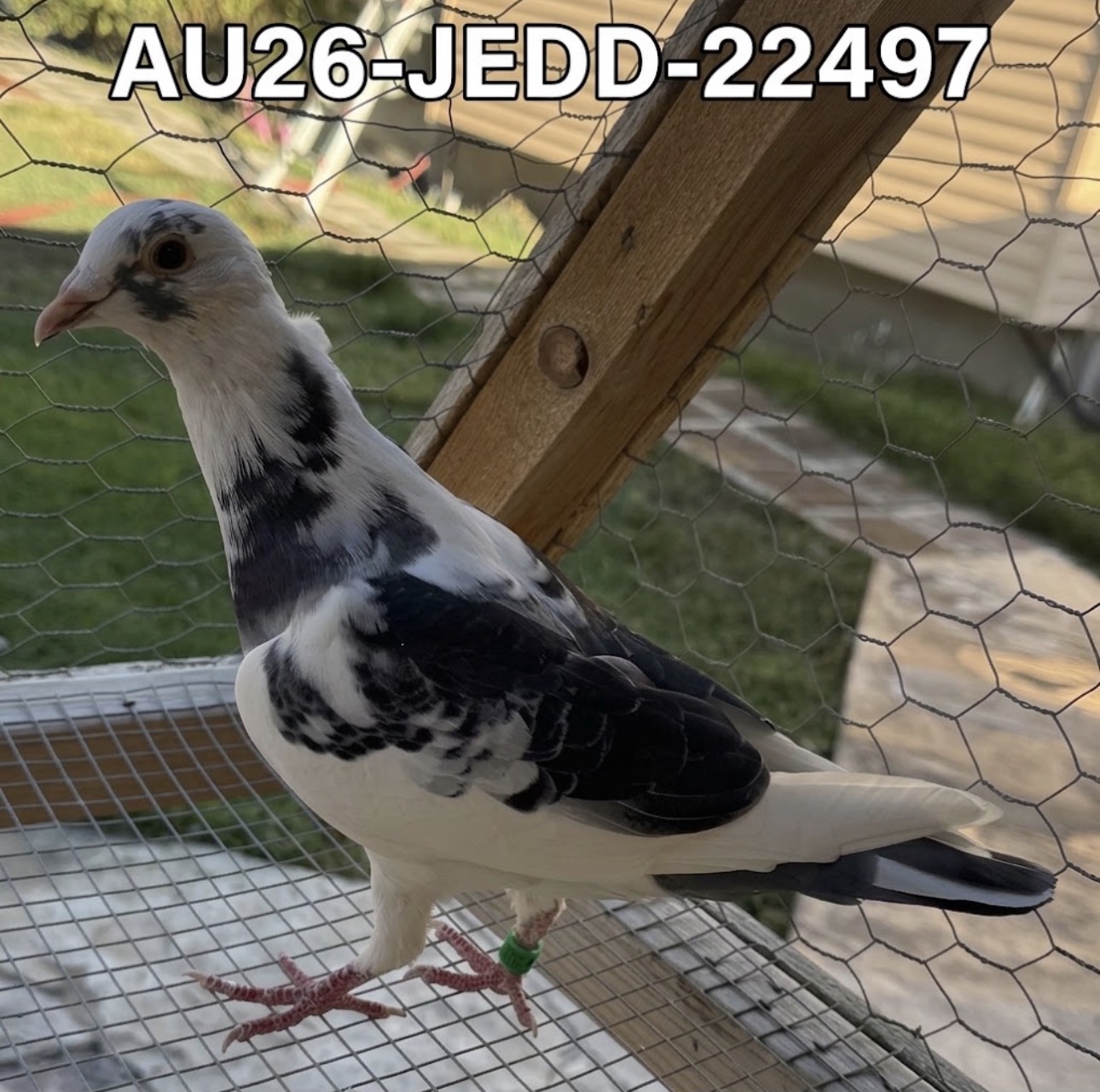 AU26-JEDD-22497 
