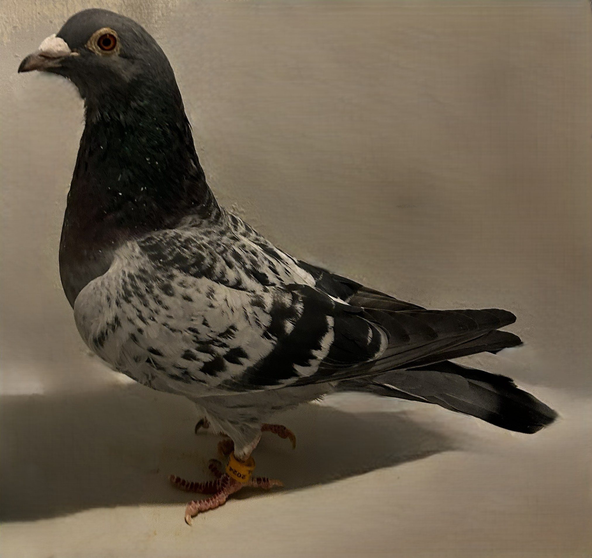 2024 Neil 56073 Best Kittel X Flanders Kittel BC Cock