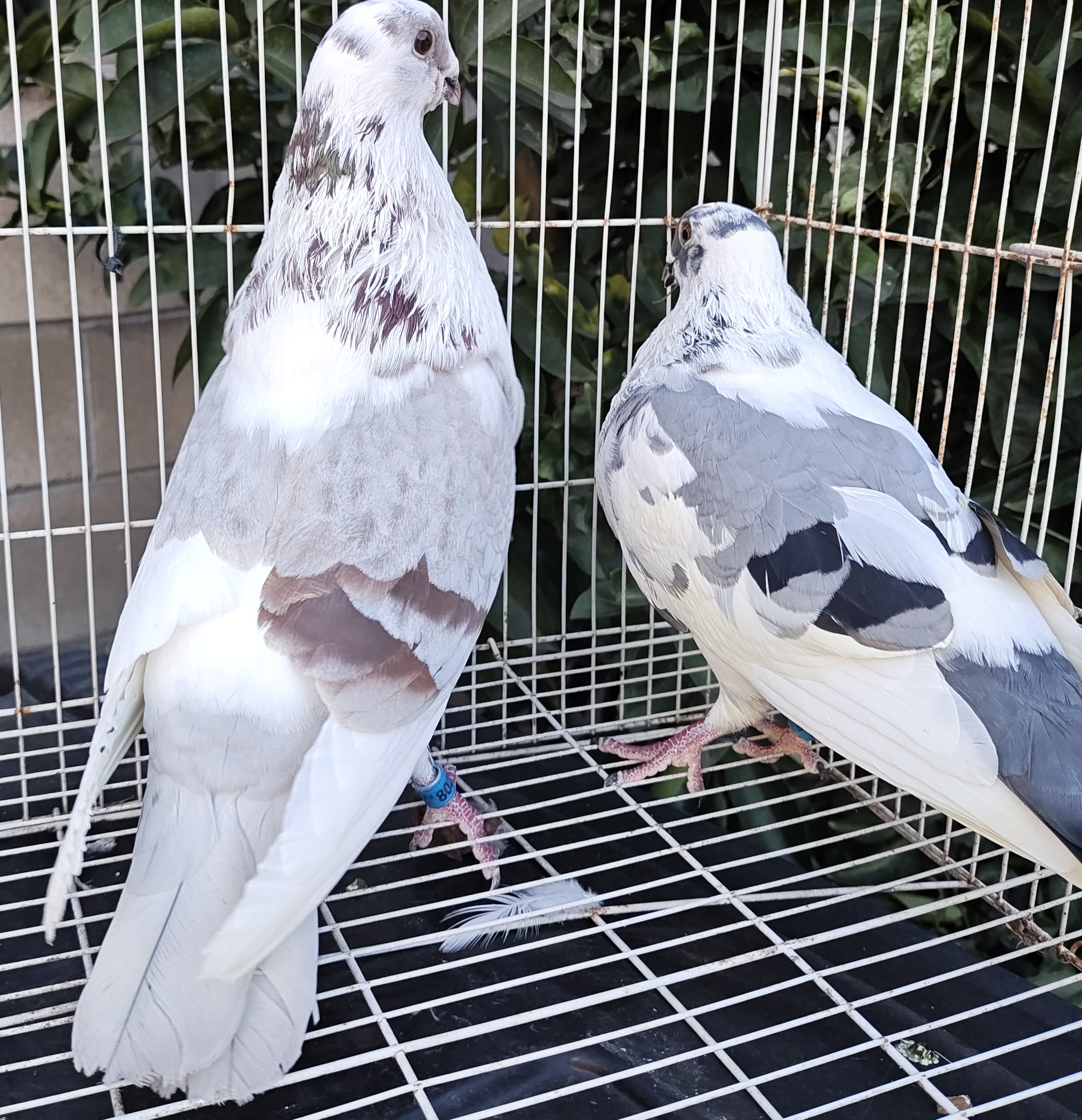 Cuban Buchón Cock & Hen 