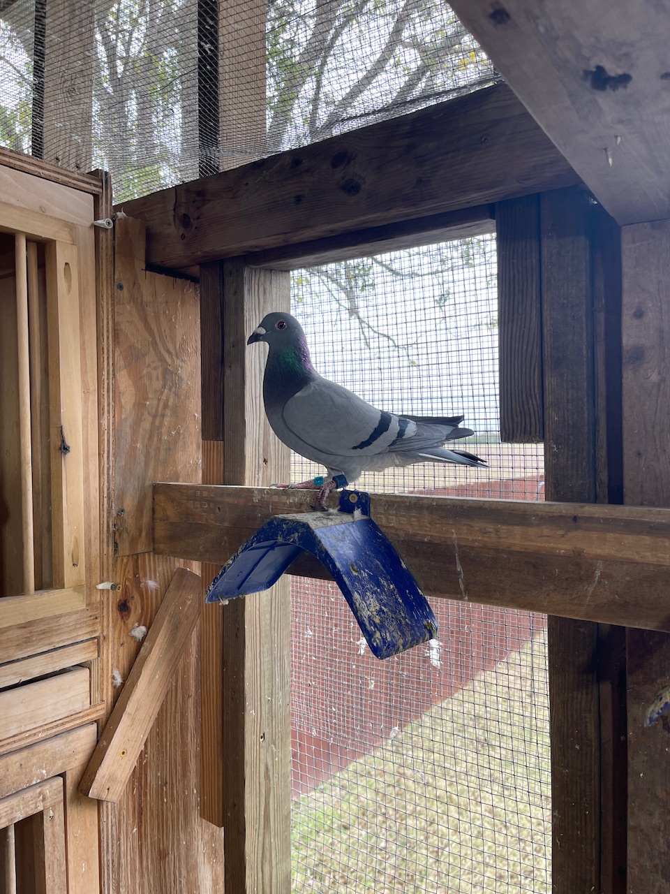 First yr breeding outstanding 