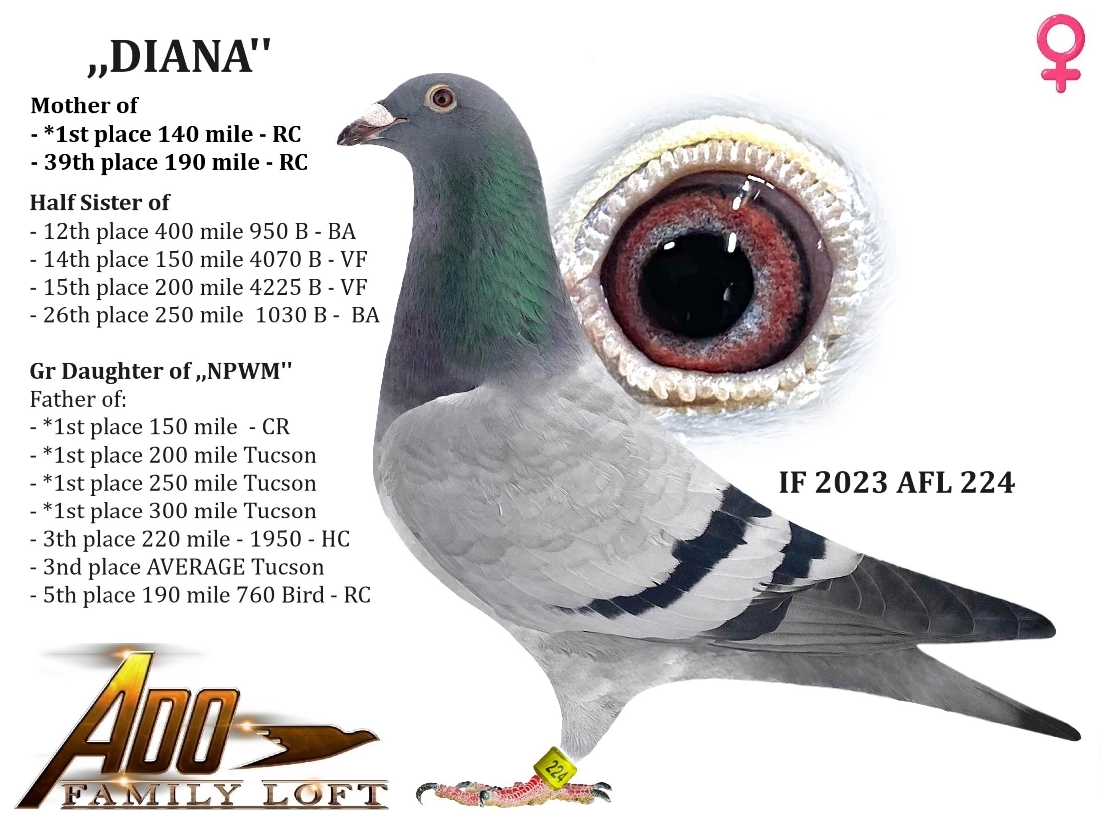 IF 2023 AFL 224