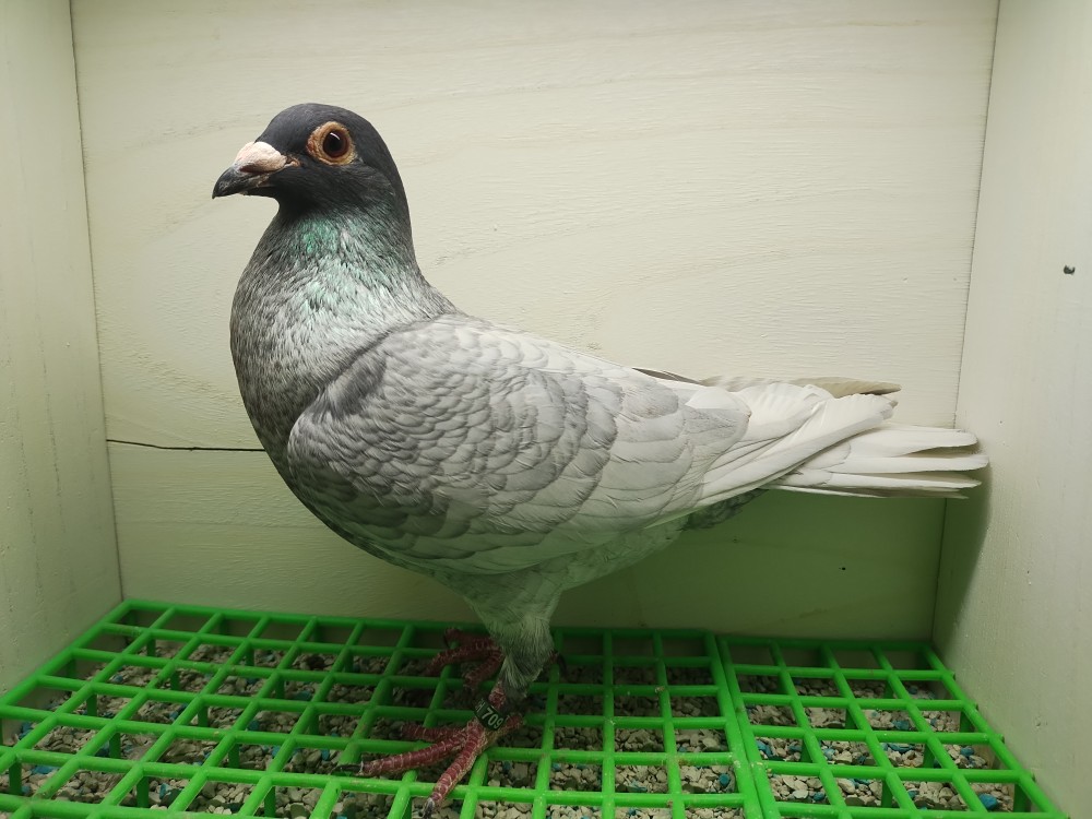 Homozygous indigo Bastin Hen