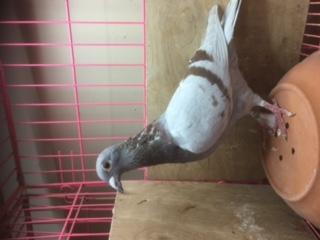 iPigeon.com - Racing Pigeon Auction