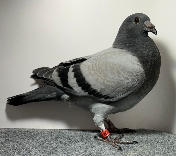 2626 WICK AU 2026 BB