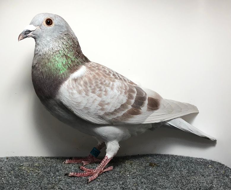 25367 RMR AU 2025 RC C