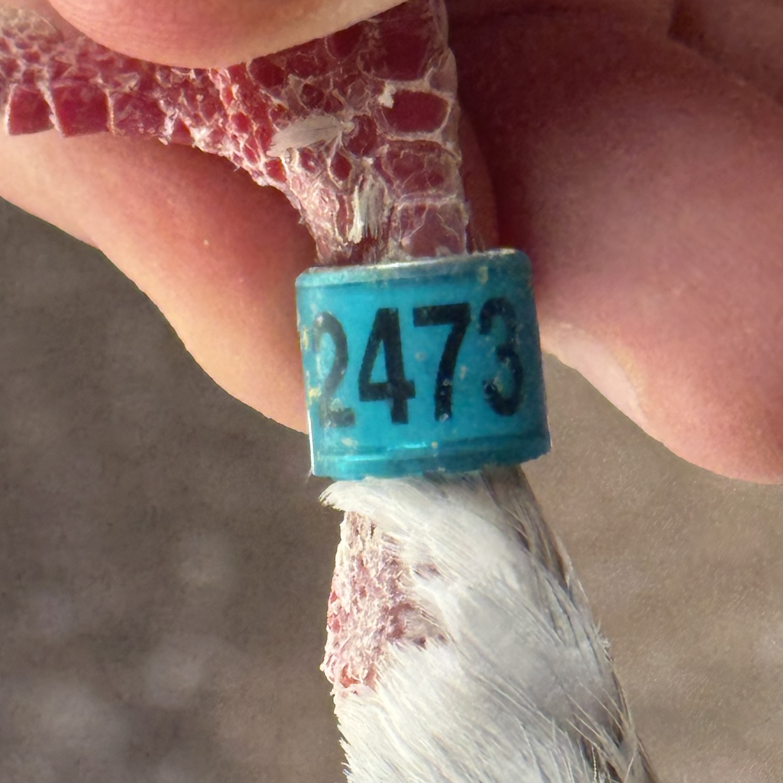 Preview Image 3