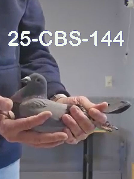 25-CBS-144 Blue hen.