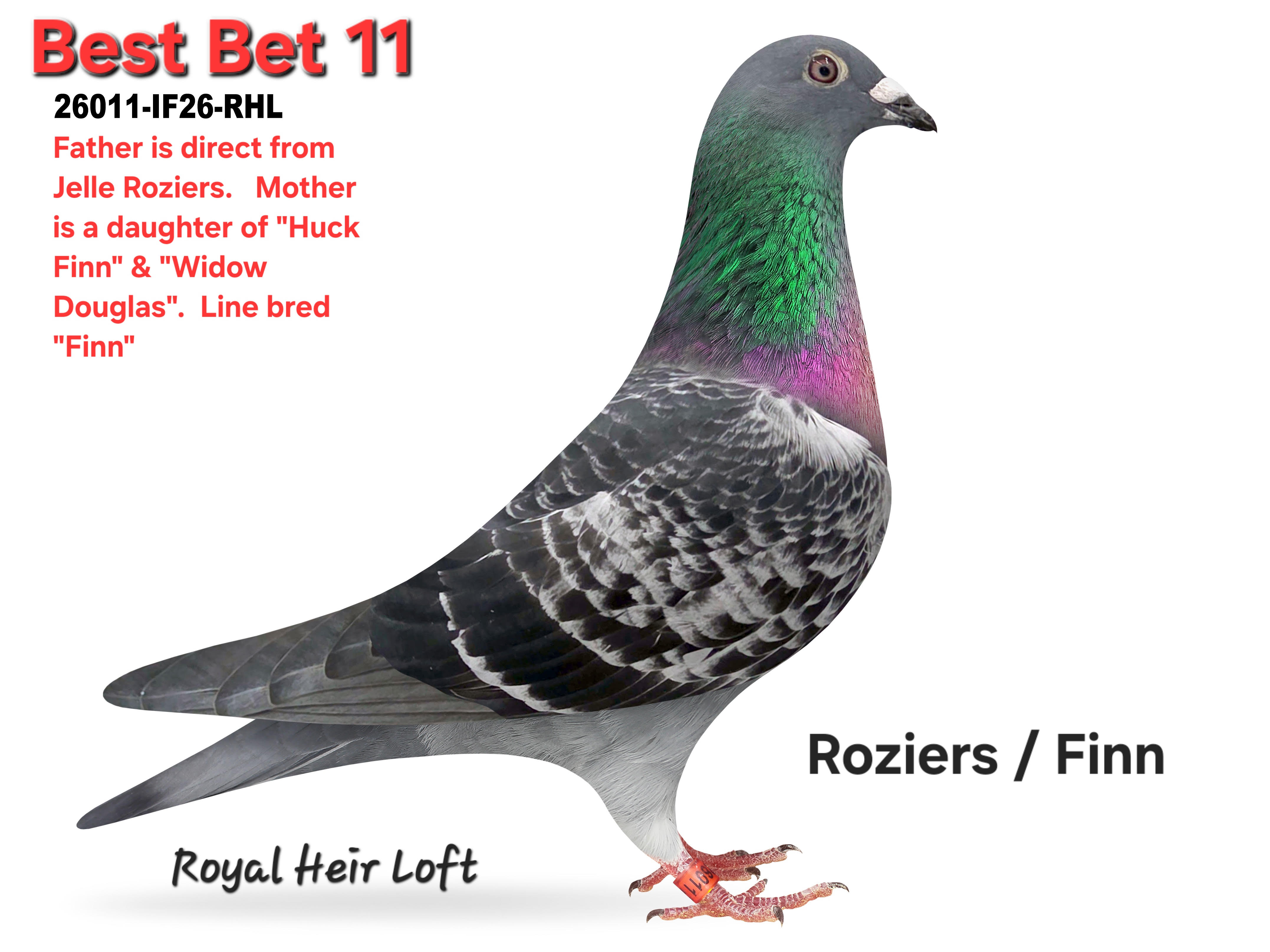 26011-IF26-RHL Medium Blue Check Male