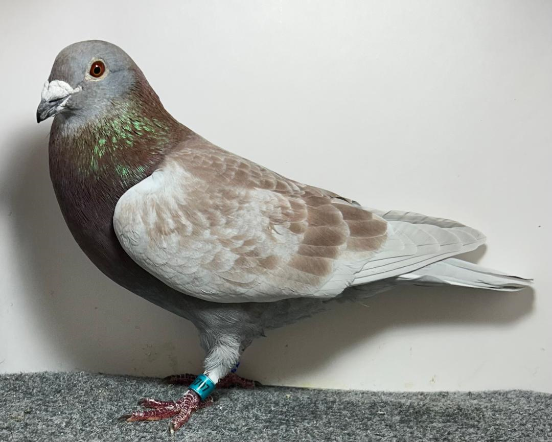 AU 2023 ARPU 6707 RC Cock