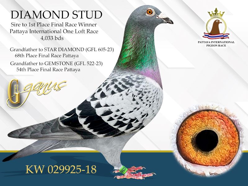 GFL 91-2025 Check Hen