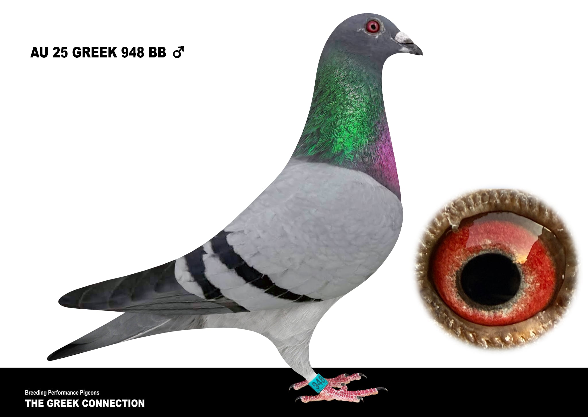 AU 25 GREEK 948 BB COCK