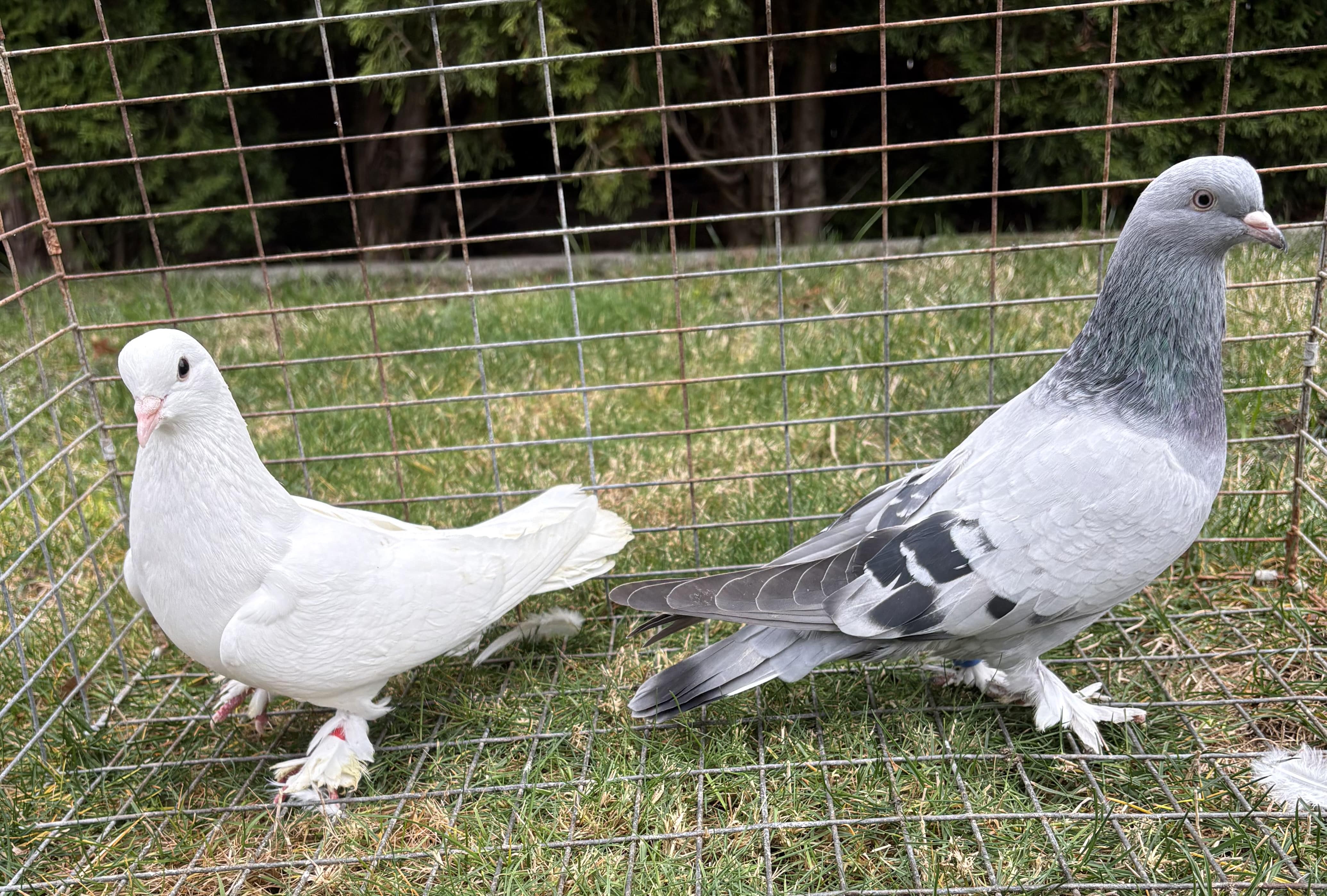 Turkish Takla Tumblers