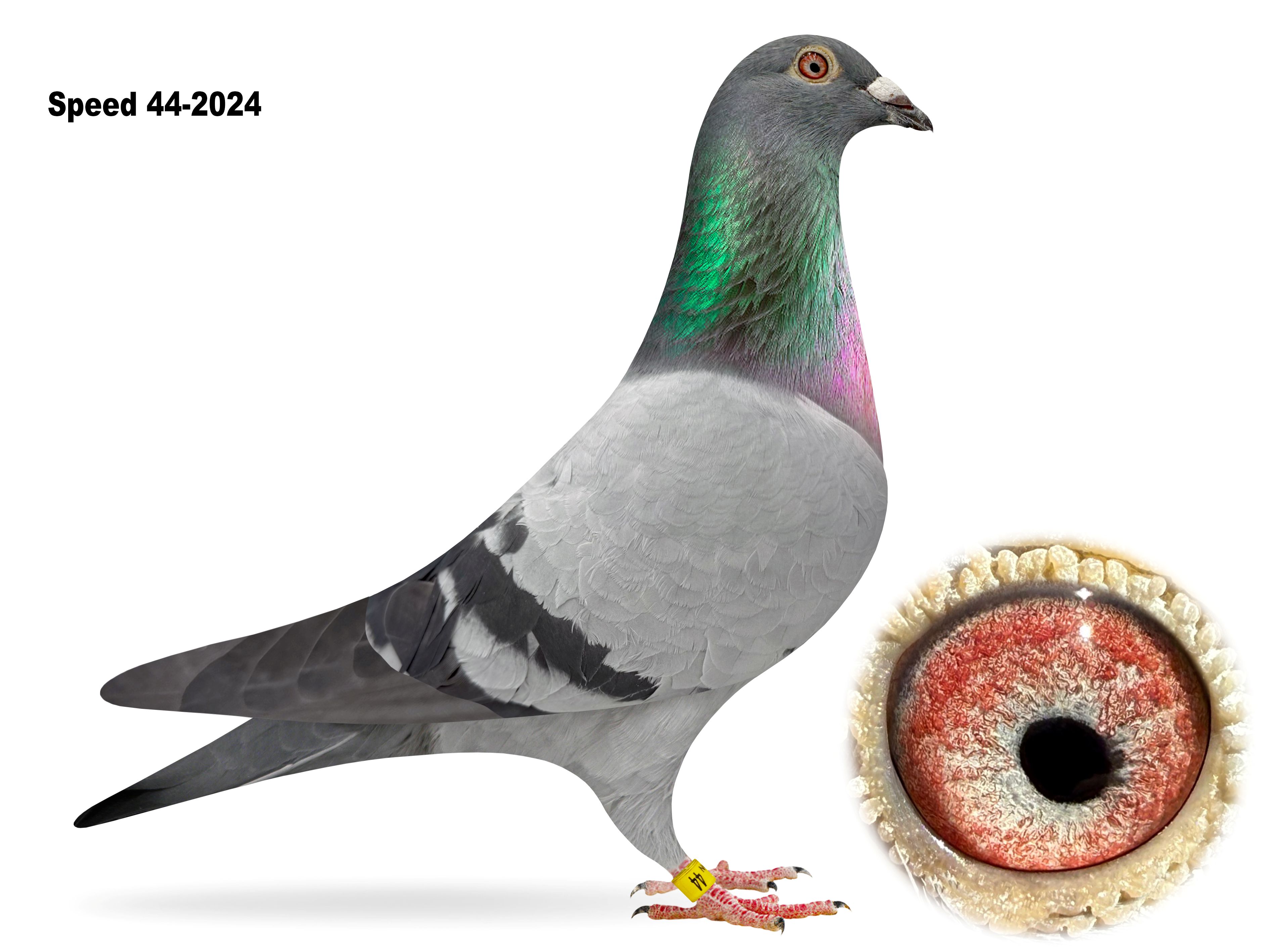 Speed Pigeon