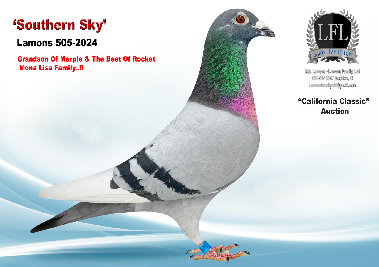 Lot 40. 2024 Lamons 505 Cock