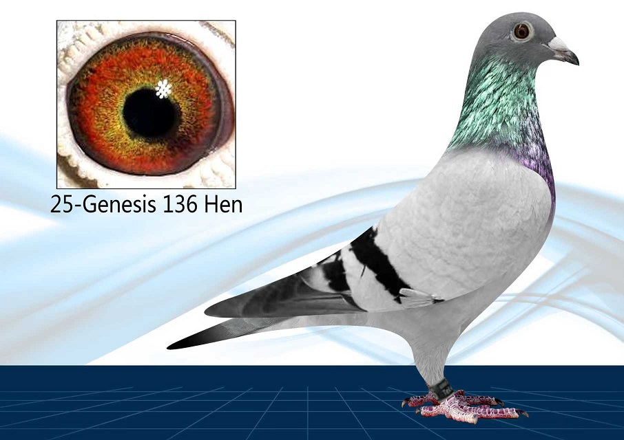 25-136(Hen) inbred WOLVERINE