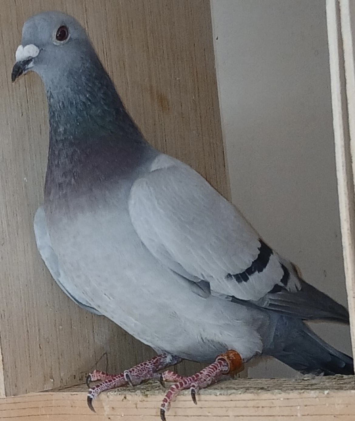 IF 2025 PFSC 51021 BLUE HEN