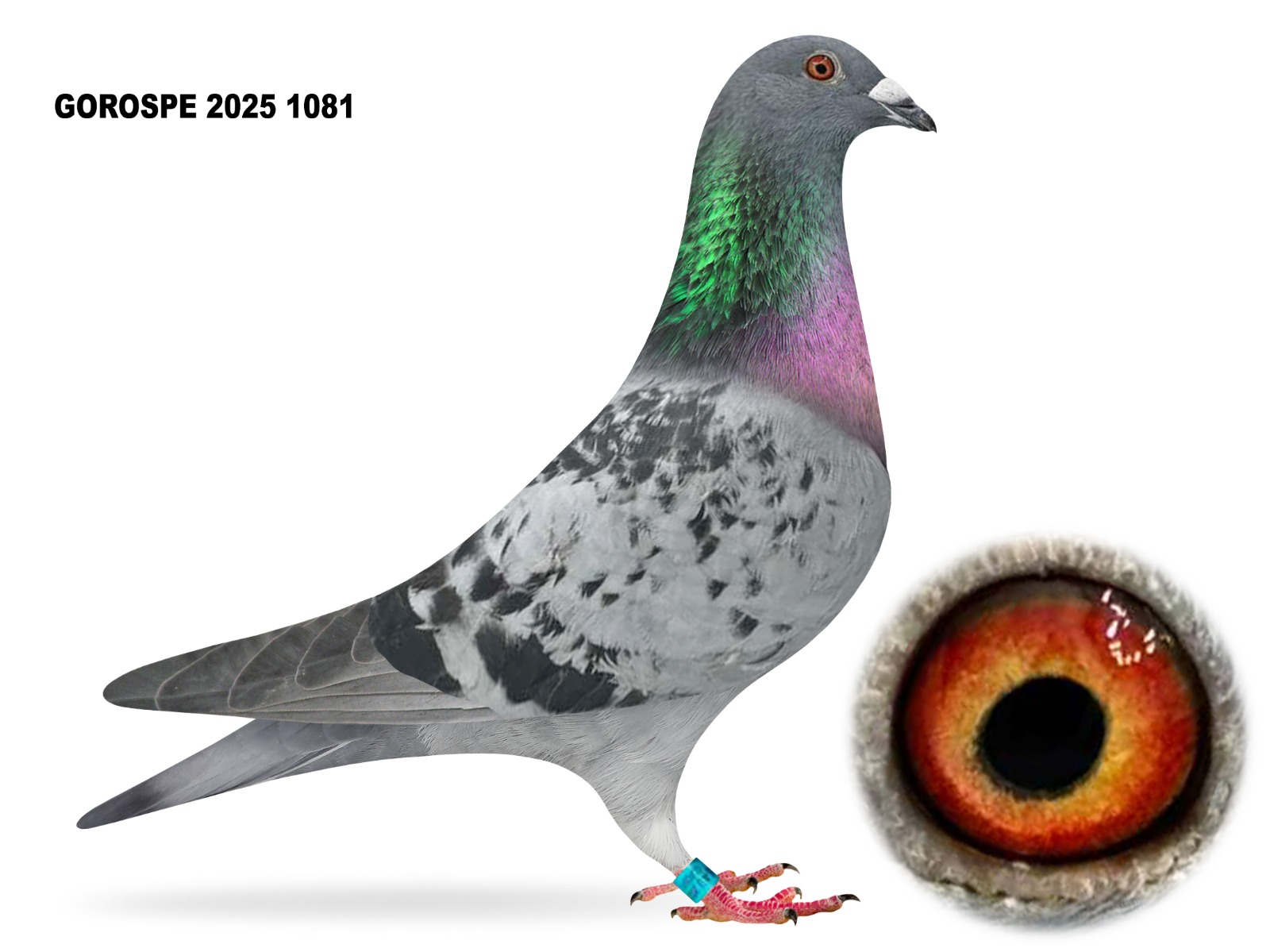 GOROSPE 2025 1081
