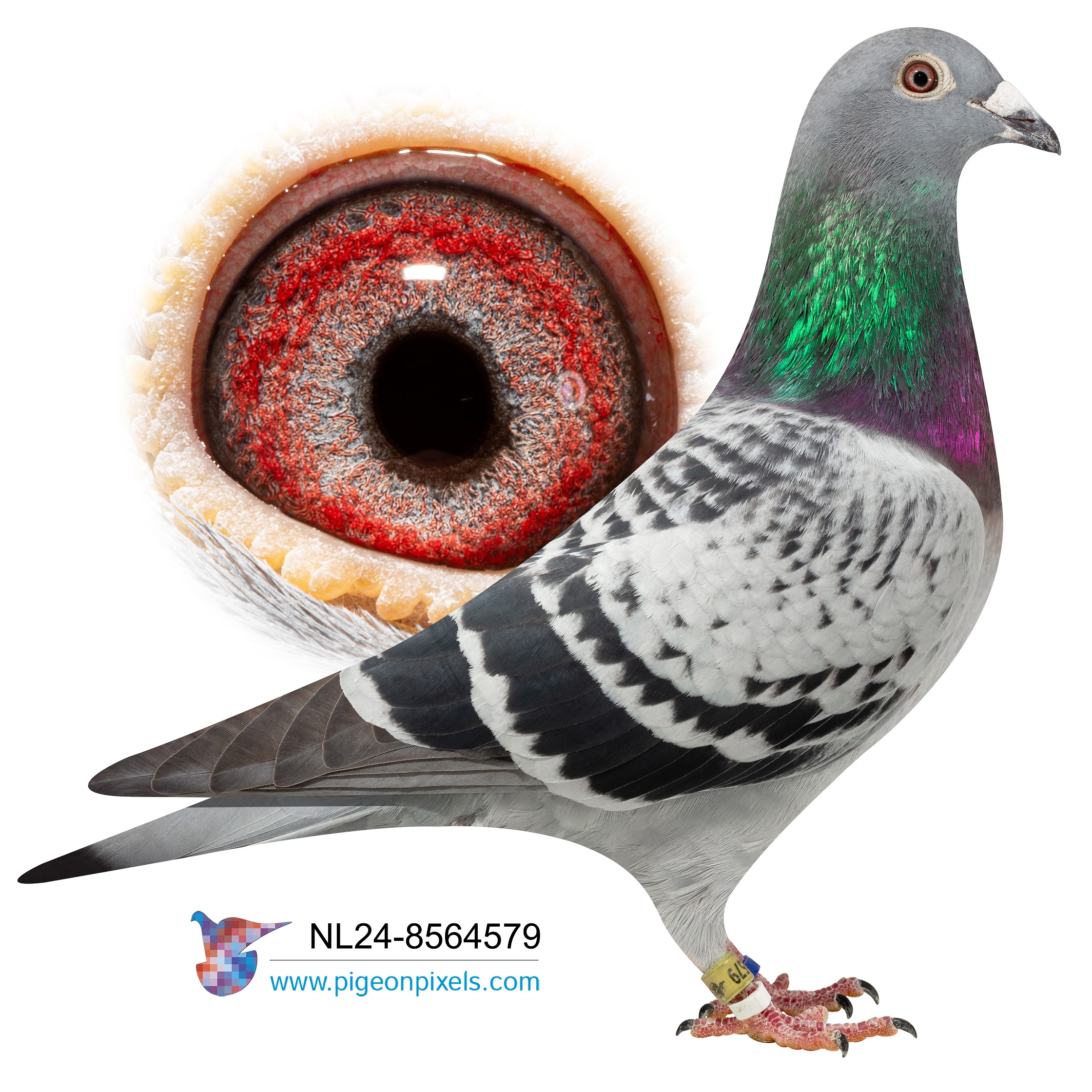 NL2024-8564579 "KIM HARRY 579" CHEQUER HEN