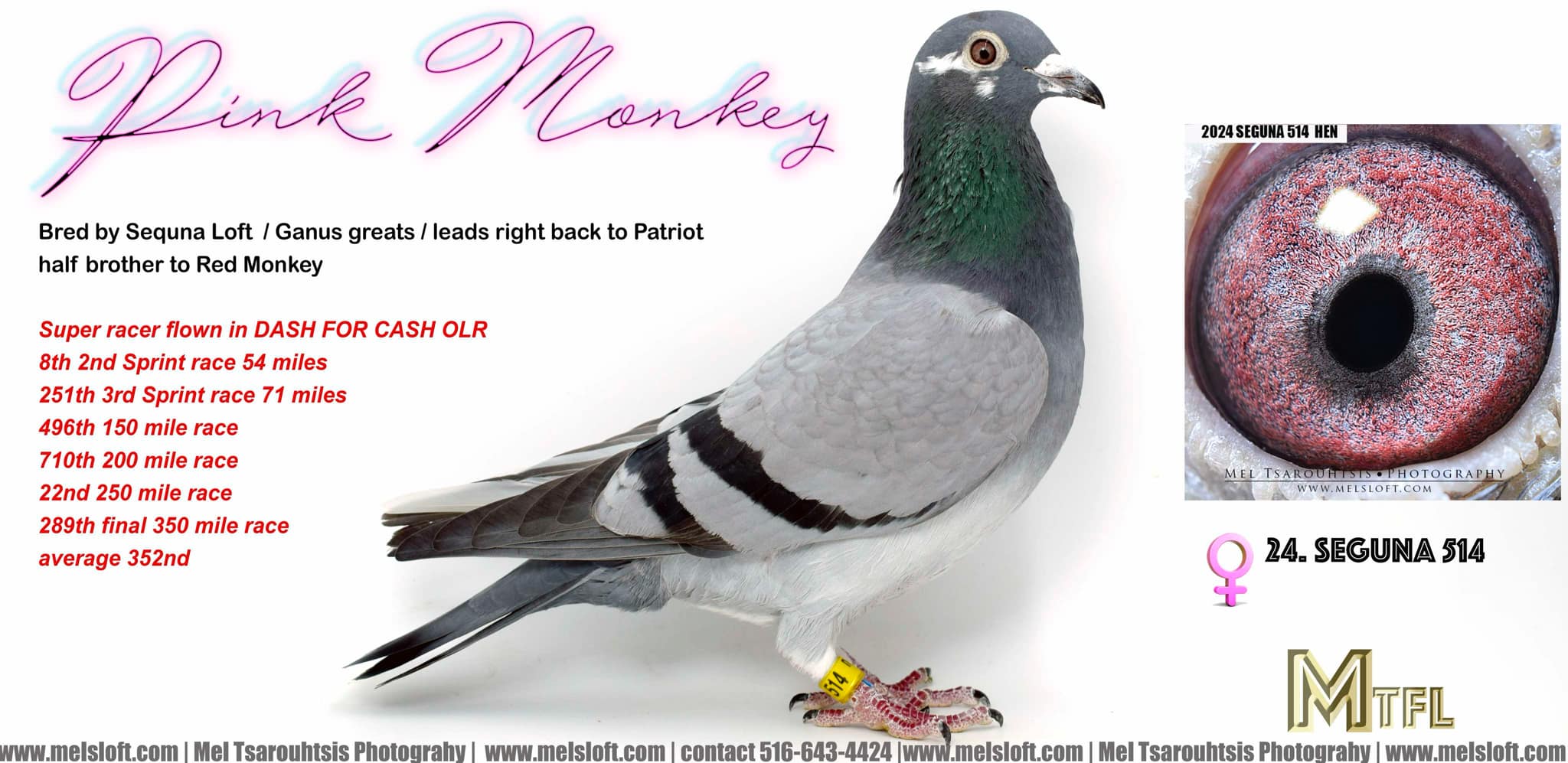 AU SEGUNA 514 2024 BBWF hen 