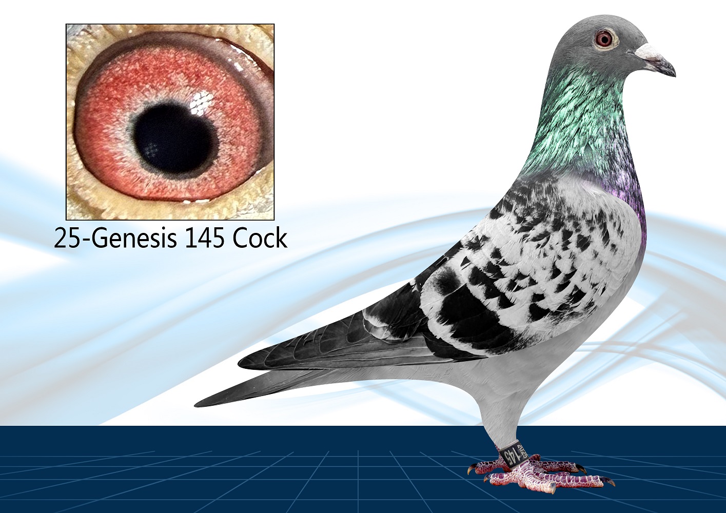 25-145(Cock) Long Distance Special
