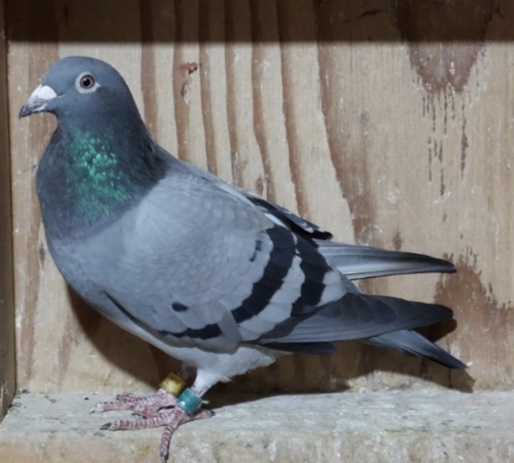 GFL 1013-2020 BLUE BAR HEN
"WOLVERINE" X ABAGAIL" & "WESTON" X "MIKE HAS A VERY GOOD ONE" GFL GOLD !