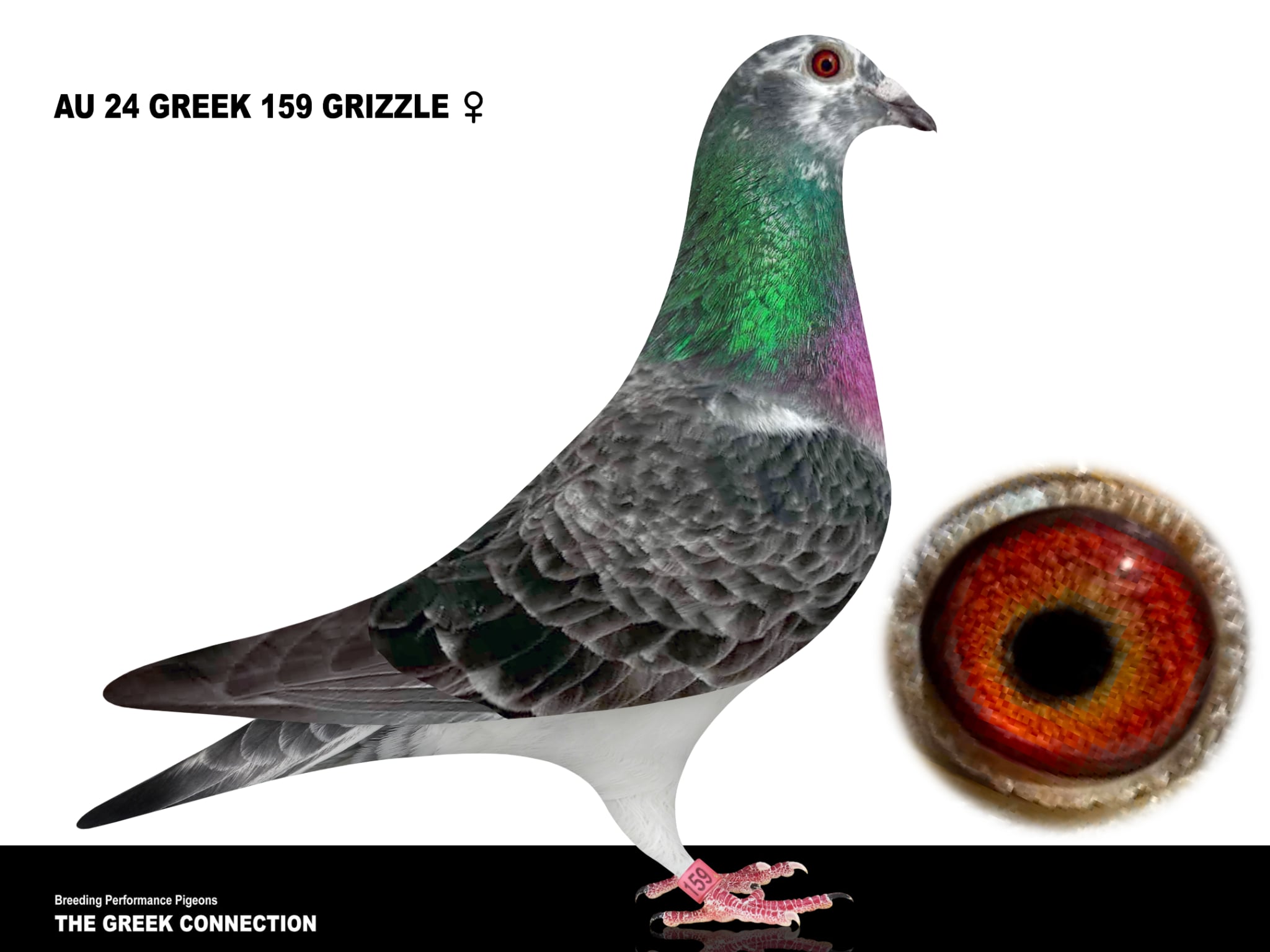 AU 24 GREEK 159 GRIZZLE HEN 