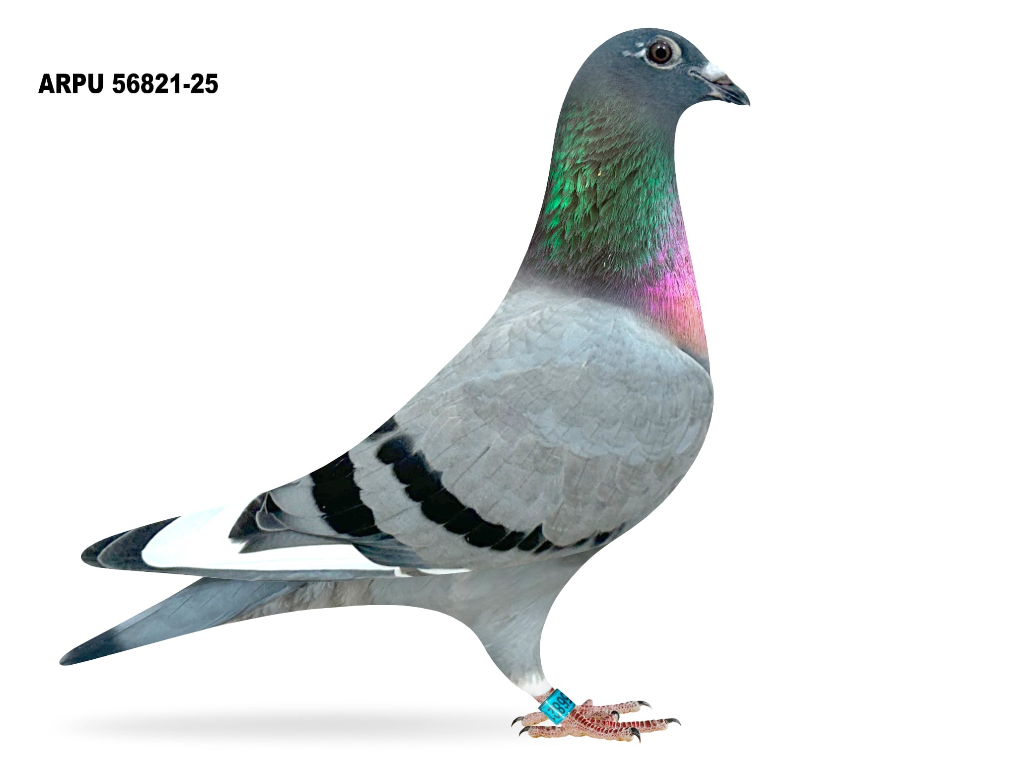ARPU 56821-25 BBWF HEN (Last One)