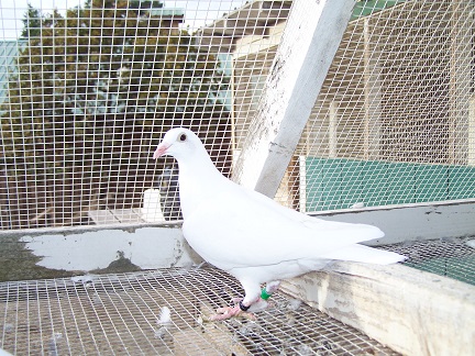 Preview Image 2