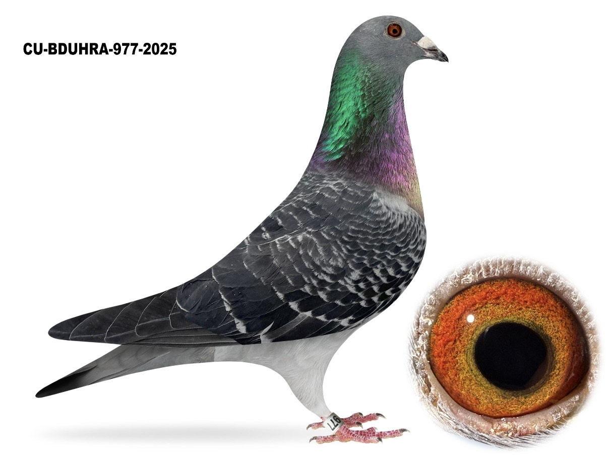 CU 25 BDUHRA 977 DC H