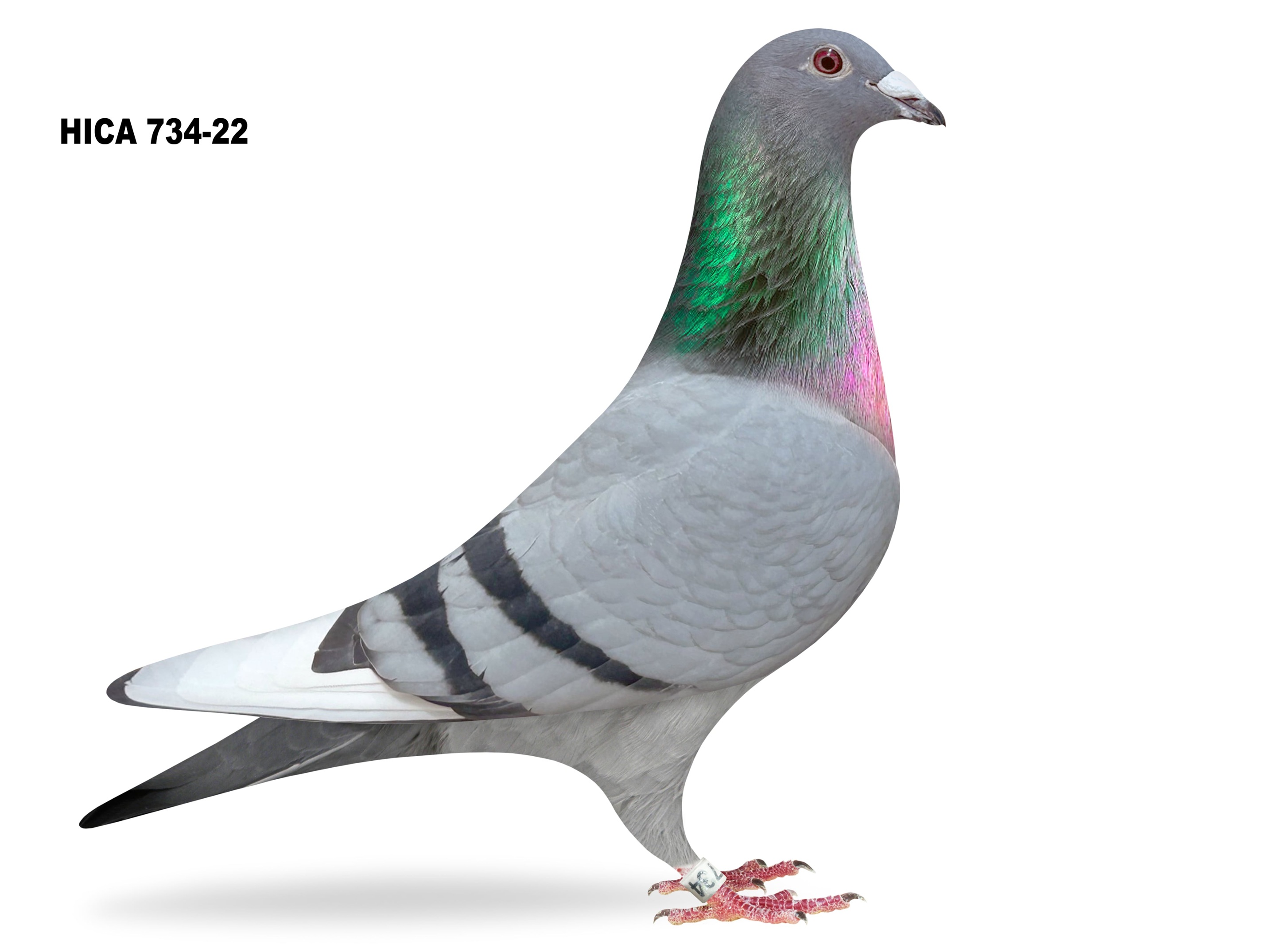 HICA 734-22 BBWF HEN