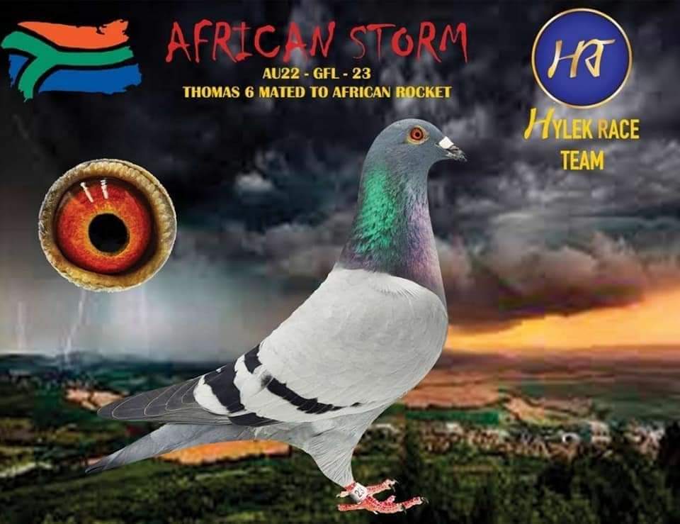 iPigeon.com - Racing Pigeon Auction