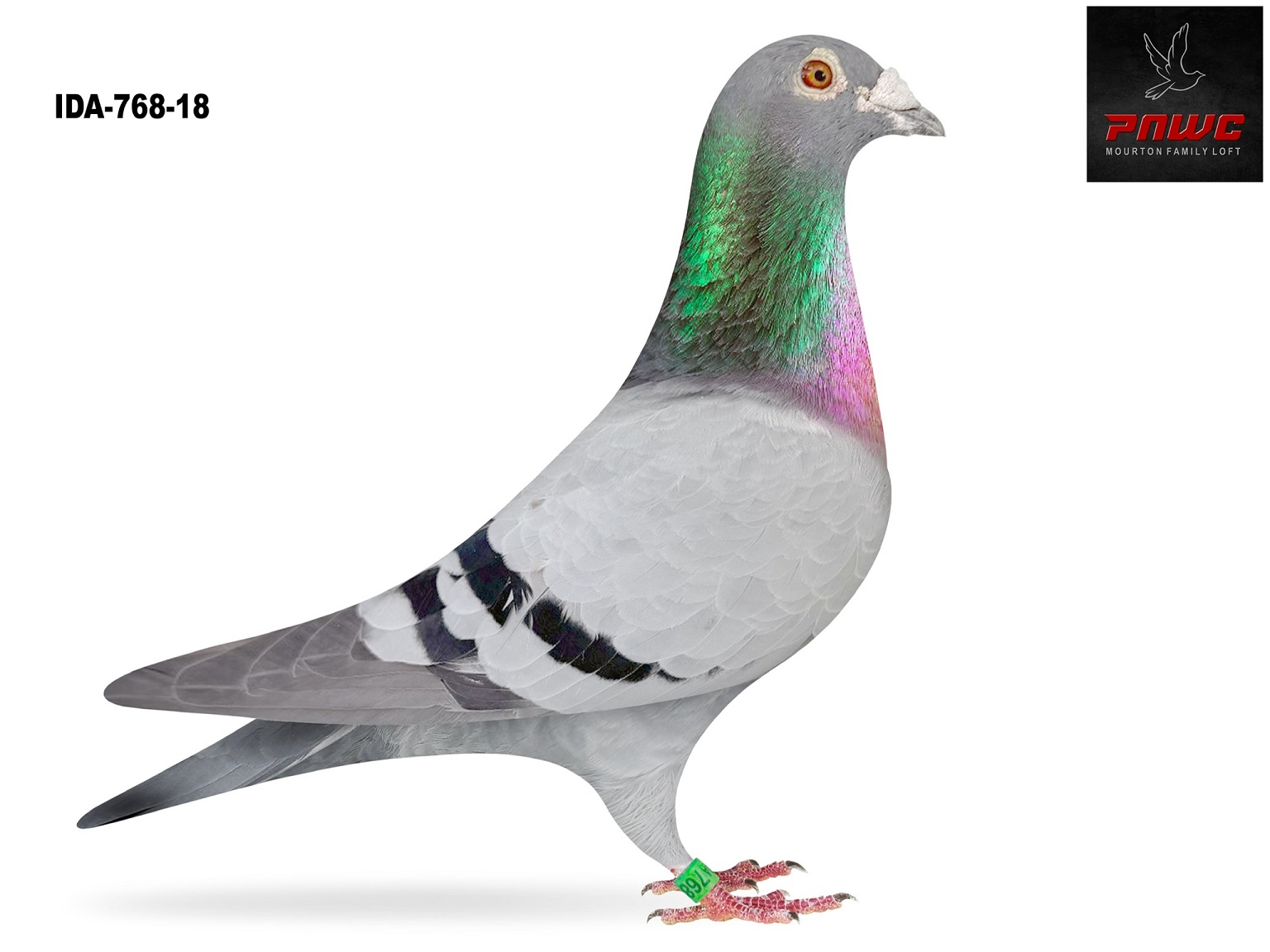 IDA-768-18 BB COCK