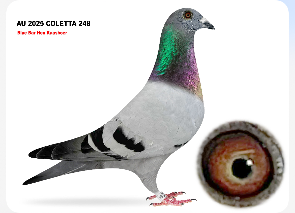 AU 2025 COLETTA 248