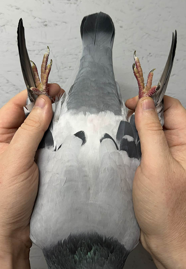 AU 2025 DALLAS 8825 BB C