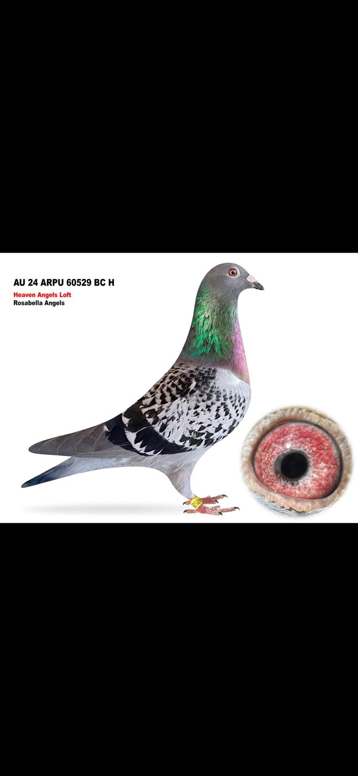  AU 24 ARPU 60529