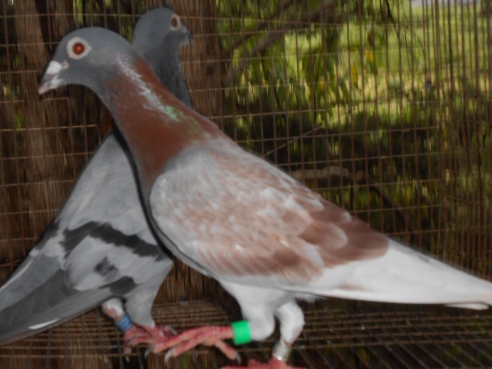 HVR COCK FROM "INDY ANDY" BLOOD