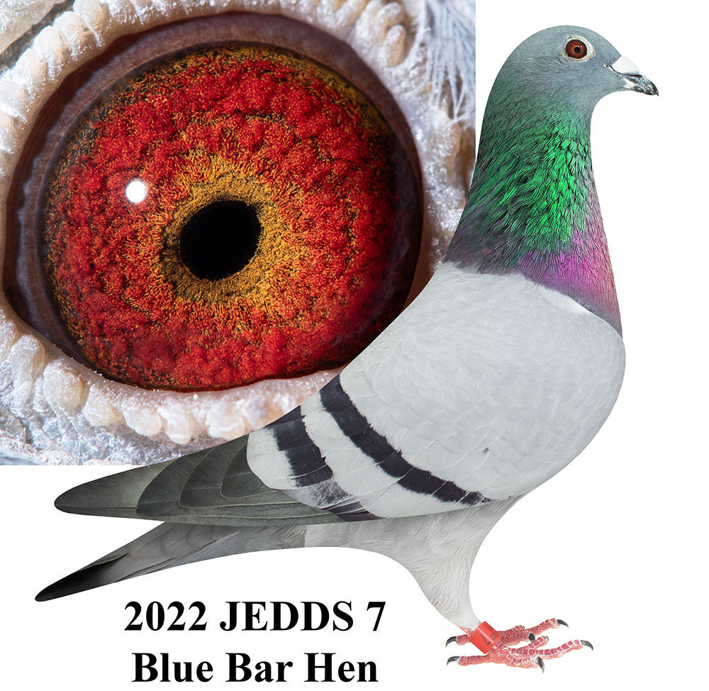 AU 2022 JEDDS 7 BB H