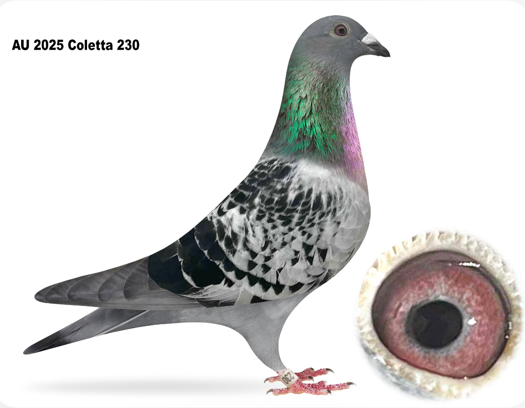 AU 2025 COLETTA 230